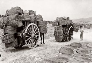 Esparto Jumilla 1.jpg