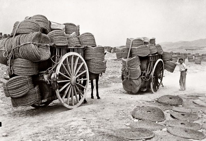 Archivo:Esparto Jumilla 1.jpg